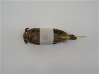 藏品(領角鴞)的圖片